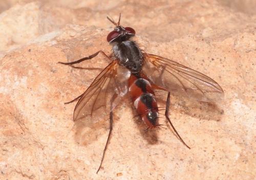 Réf. 275 849 : Mintho compressa